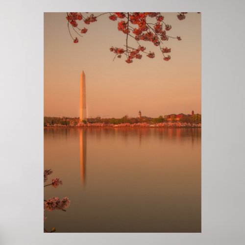 Washington Monument Sakura at sunset Poster