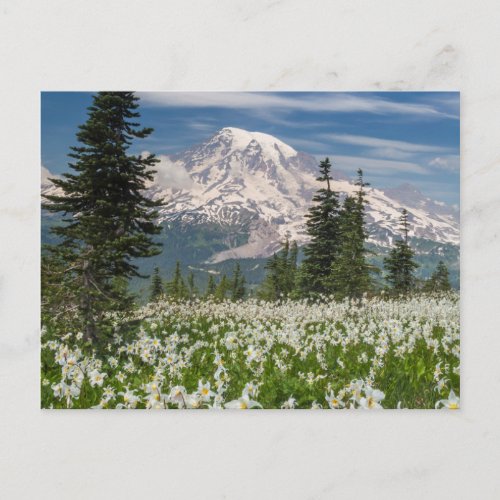 Washington Mount Rainier National Park 1 Postcard