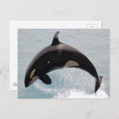 Washington Orca Whale Postcard (Front/Back)