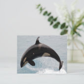 Washington Orca Whale Postcard (Standing Front)