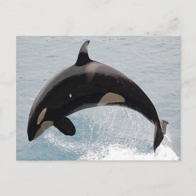Washington Orca Whale Postcard (Front)