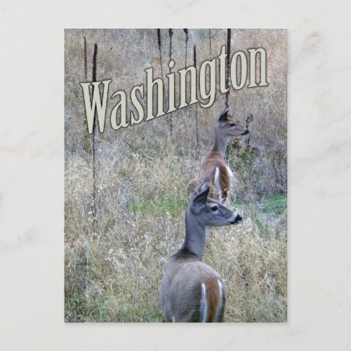 Washington Postcard Two White Tail Deer Postcard