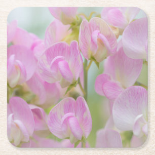 Washington, Seabeck. Detail of sweet pea Square Paper Coaster