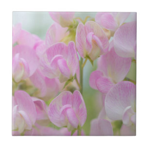 Washington, Seabeck. Detail of sweet pea Tile