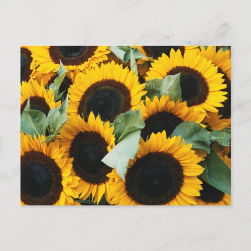 Washington Seattle Sunflower for sale pike Postcard