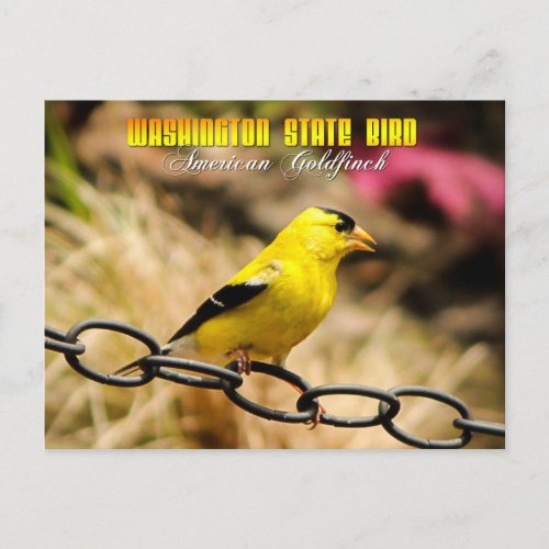 Washington State Bird _ American Goldfinch Postcard