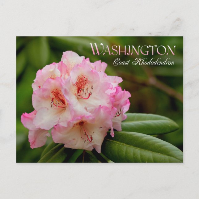 Washington State Flower: Coast Rhododendron Postcard (Front)