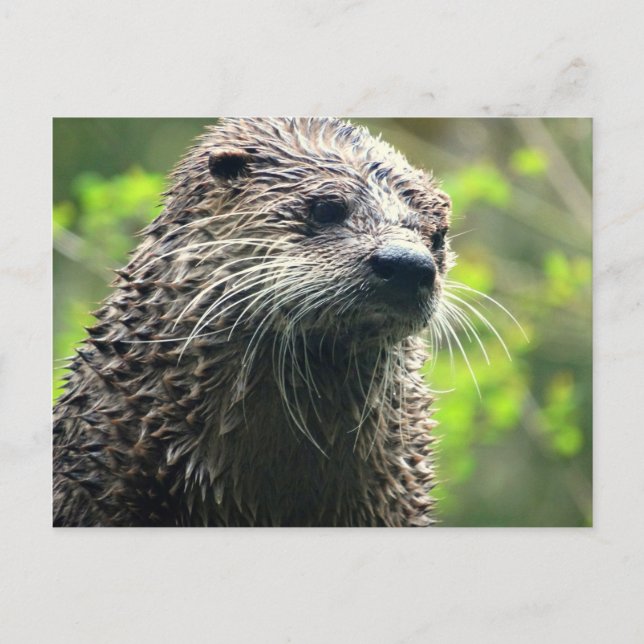 Washington State Otter Postcard (Front)