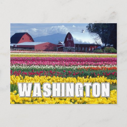 Washington State  Tulip Field Postcard