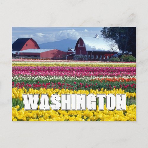 Washington State  Tulip Field  Thank You Postcard