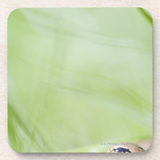 Washington, USA Beverage Coaster (Front)