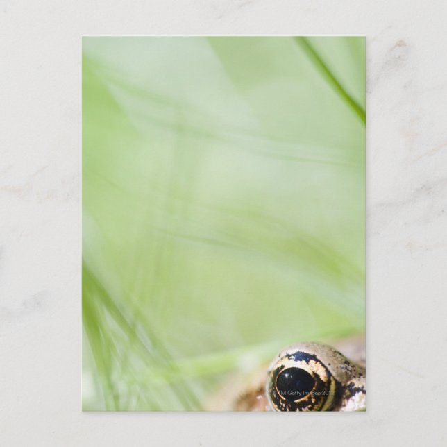 Washington, USA Postcard (Front)