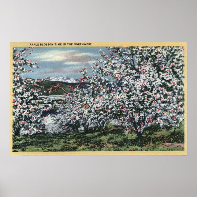 Washington - View of Apple Trees in Blossom Poster (Front)