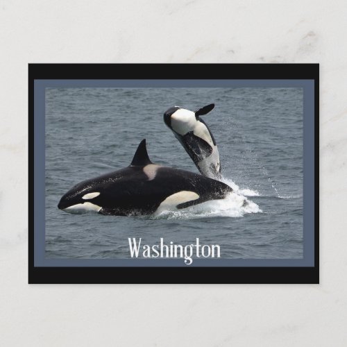 Washington Whales Postcrossing Postcard