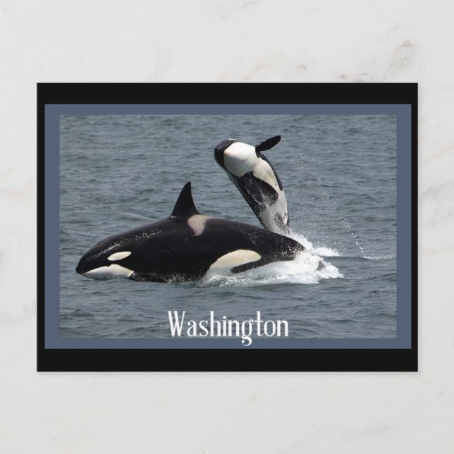 Washington Whales Postcrossing Postcard (Front)