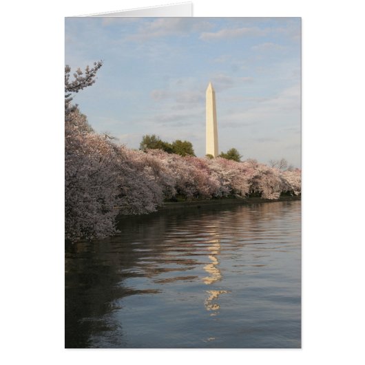 wasington monument cherry blossom cards (Front)