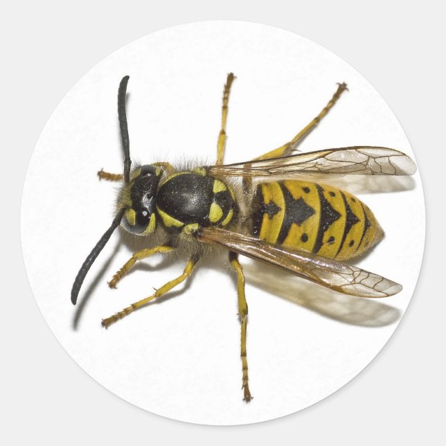 Wasp Classic Round Sticker (Front)