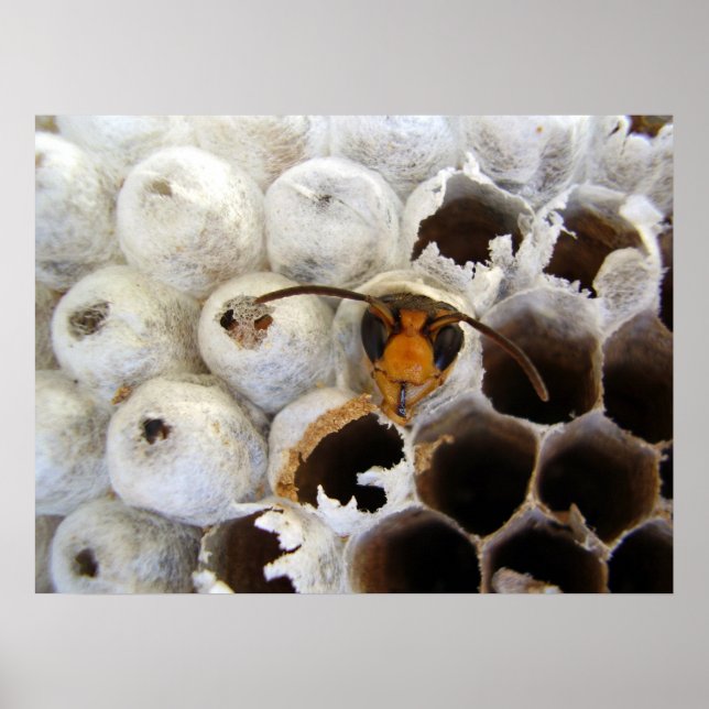 Wasp Emerging From Nest Poster (Front)