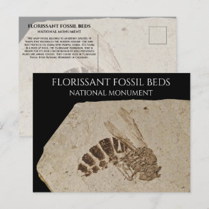 Wasp Fossil Florissant Fossil Beds National Monume Postcard