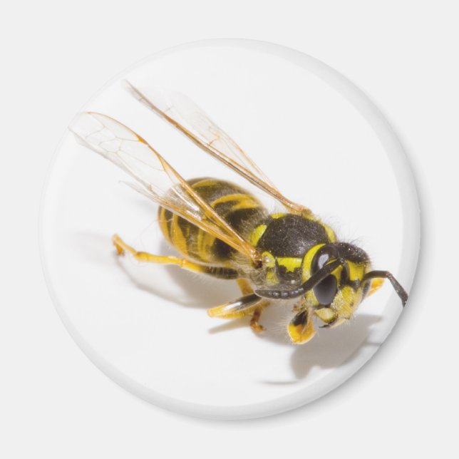 Wasp Magnet (Front)