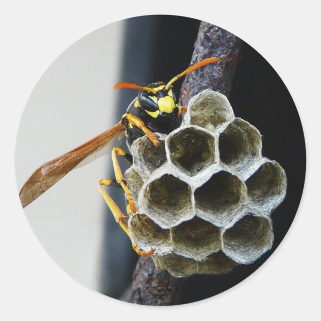 Wasp Nest and Worker Classic Round Sticker (Front)