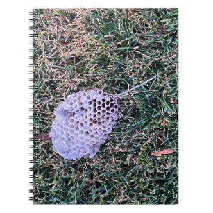 Wasp 🐝 Nest Notebook