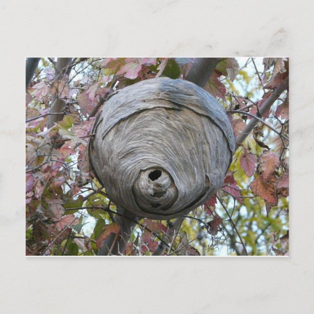 wasp nest postcard (Front)