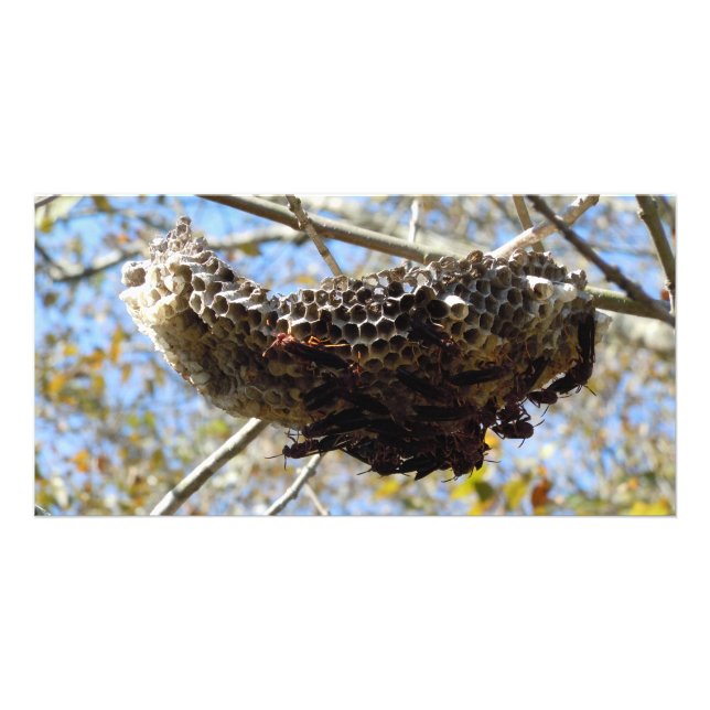 Wasp Nest! Yikes! Card (Front)