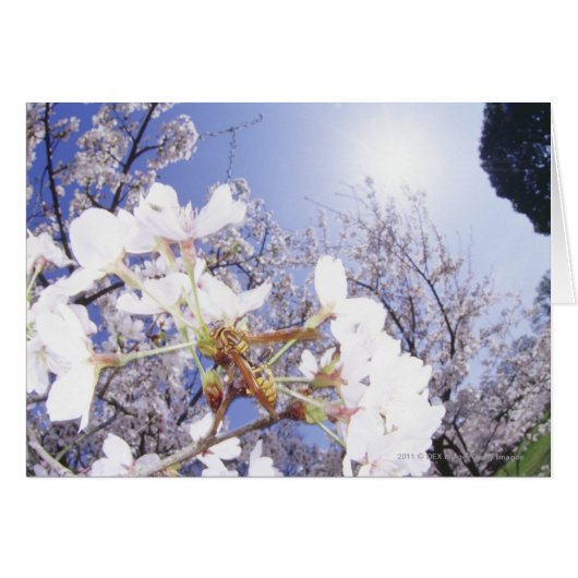 Wasp on Cherry Blossom, close up Cards (Front Horizontal)