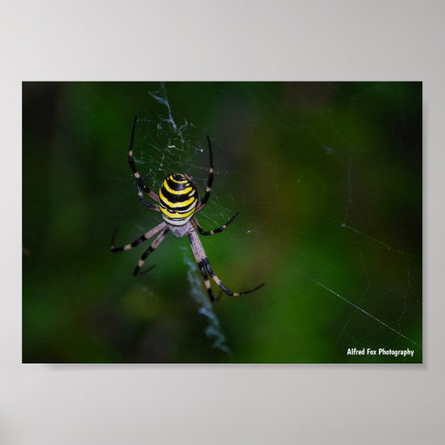 Wasp Spider, Orb-weaver Poster (Front)