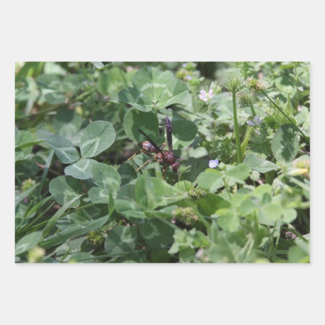 Wasp Wrapping paper sheets (Front)
