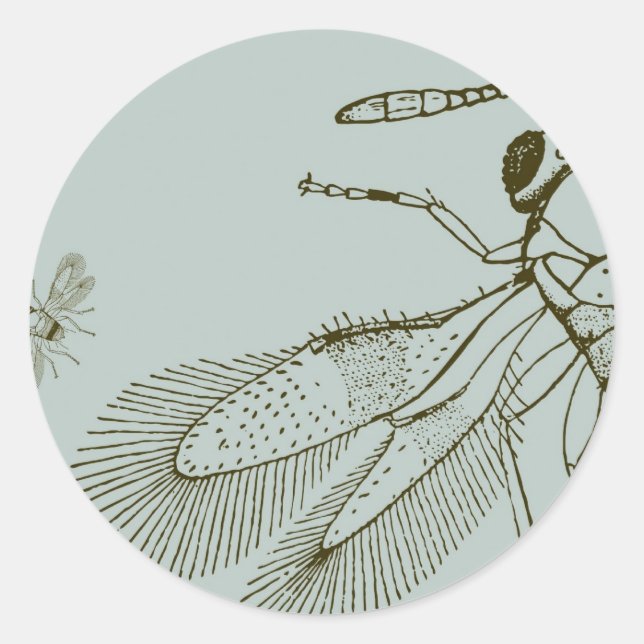 Wasps, Aspidiotiphagus Citrinus Classic Round Sticker (Front)
