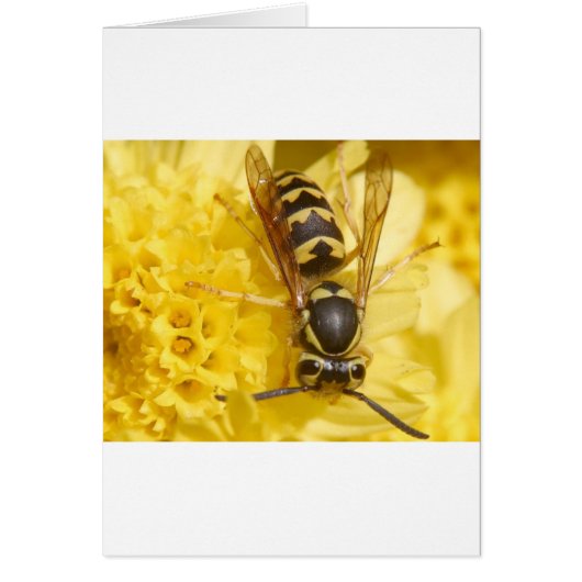 Wasps Cards (Front)