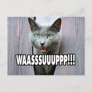 WASSUP - Cat Meme Postcard