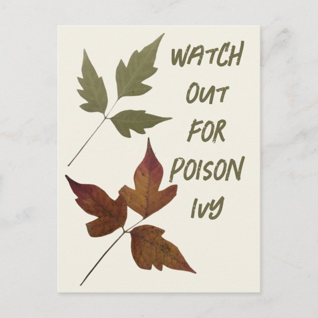 Watch out for Poison Ivy Hiking Safety For Scouts  Postcard (Front)