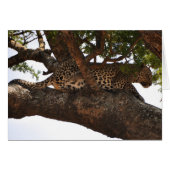 Watchful (Front Horizontal)