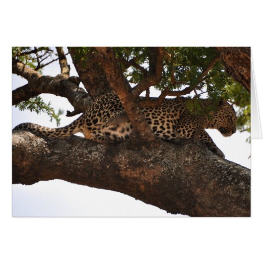 Watchful (Front Horizontal)