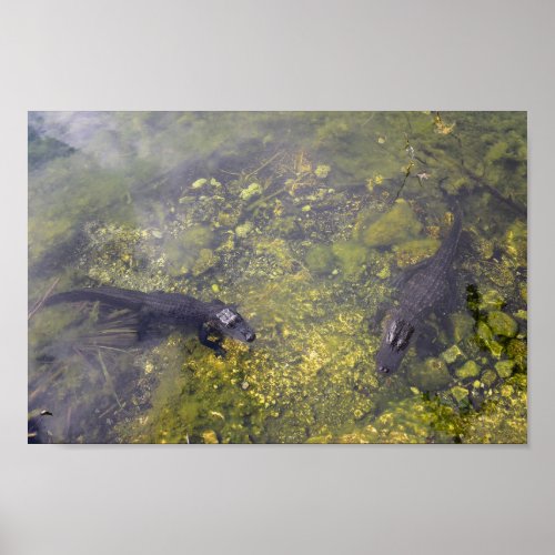 Watchful Alligators in the Florida Keys Poster