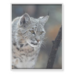 Watchful Bobcat Temporary Tattoos