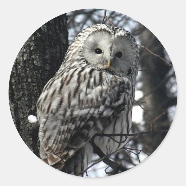 Watchful Owl Classic Round Sticker (Front)