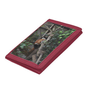 Watchful Red Panda in the zoo Tri-fold Wallet