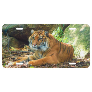 Watchful Tiger License Plate