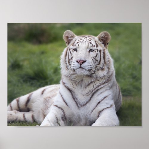 Watchful White Tiger Poster