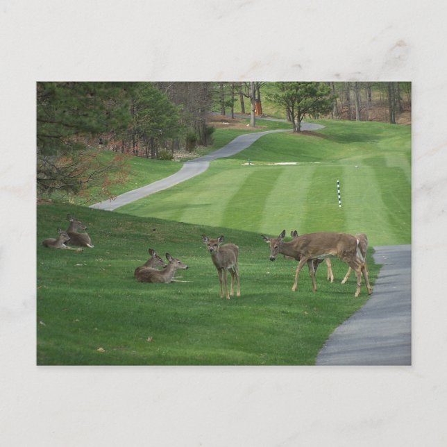 Watching N Chilling Postcard (Front)