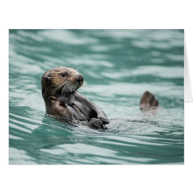 Watching Sea Otter Cards (Front Horizontal)