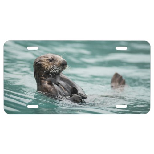 Watching Sea Otter License Plate