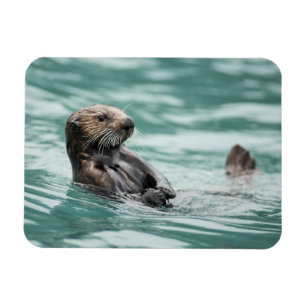 Watching Sea Otter Magnet