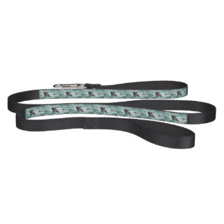 Watching Sea Otter Pet Leash