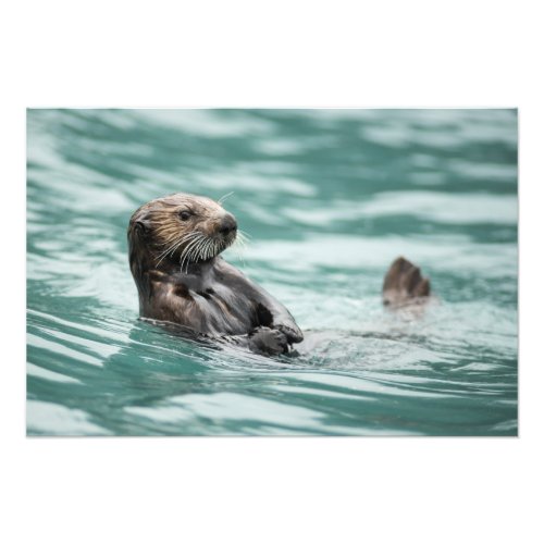 Watching Sea Otter Photo Print