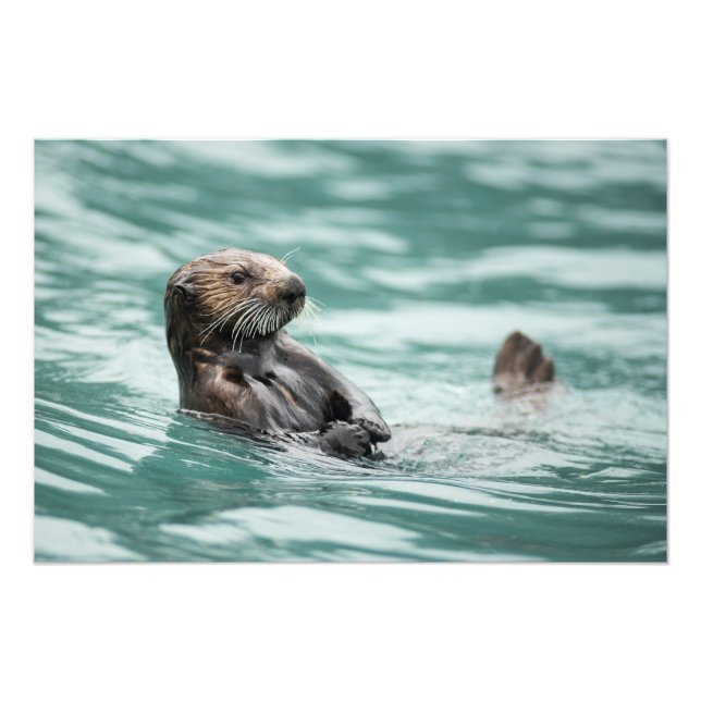 Watching Sea Otter Photo Print (Front)